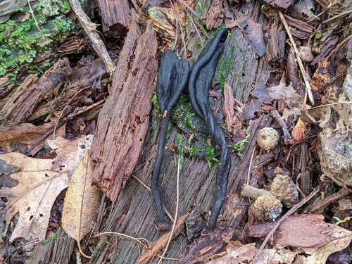 Geoglossum (Photo 3 of 9)