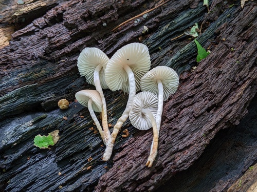 Mycena inclinata (Photo 2 of 2)