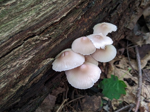 Mycena inclinata