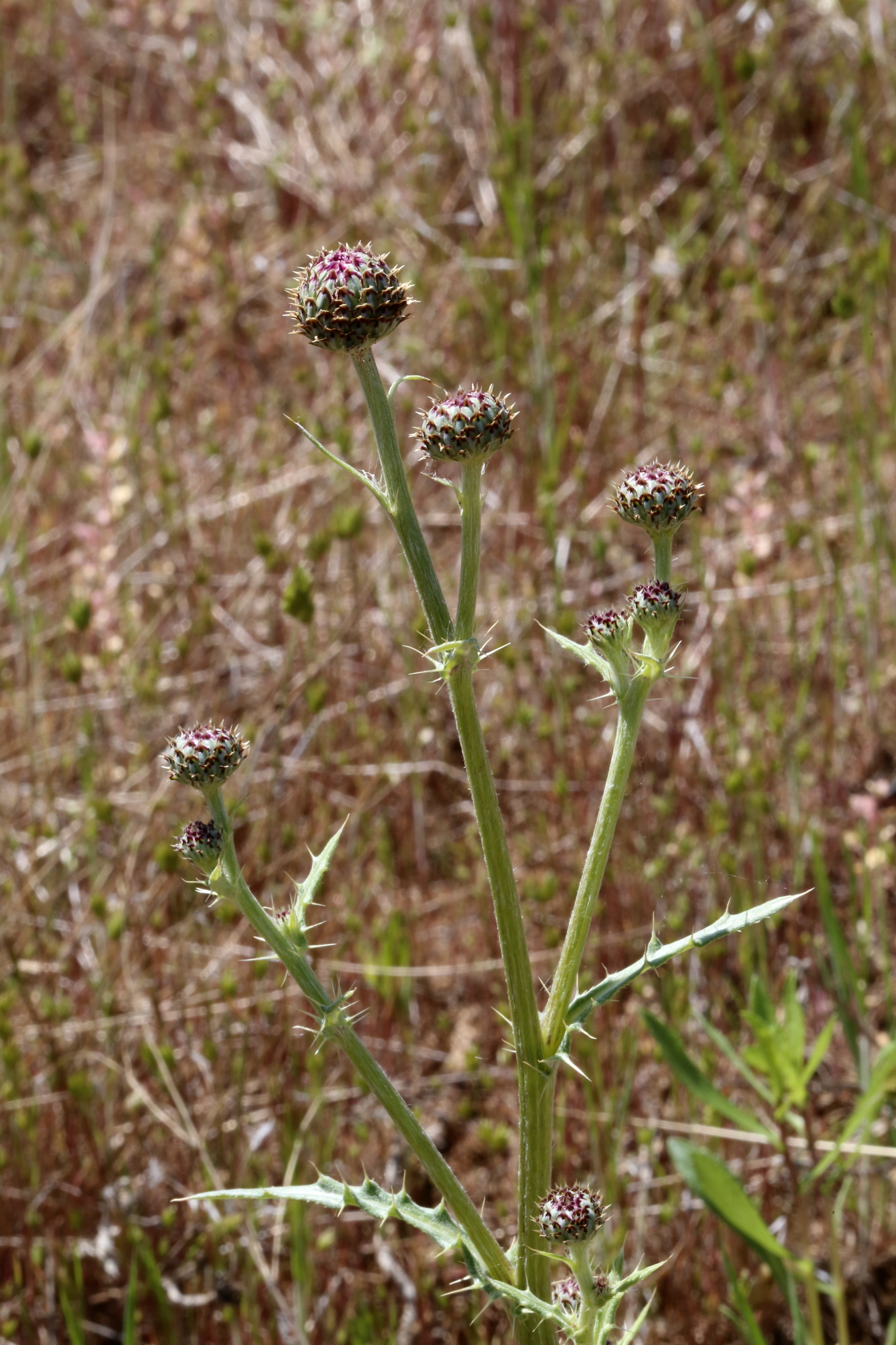 Cirsium perplexans