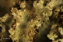 Pseudocyphellaria gretae