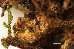 Pseudocyphellaria gretae