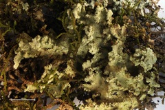 Pseudocyphellaria gretae