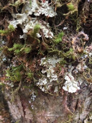 Pseudocyphellaria gretae