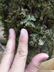 Pseudocyphellaria gretae