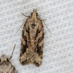 Tarachota hemicosmana