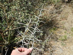 Sarcomphalus obtusifolius canescens