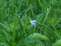 Viola elatior