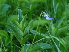 Viola elatior