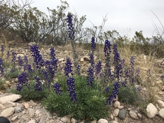 Lupinus havardii