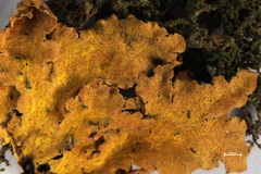 Crocodia rubella