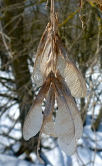 Acer negundo violaceum