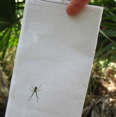 Leucauge argyrobapta image