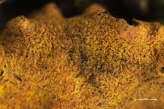 Crocodia rubella