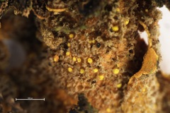 Crocodia rubella
