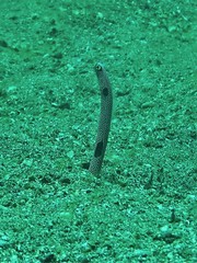 Heteroconger hassi