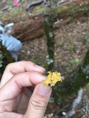Crocodia rubella