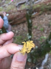 Crocodia rubella