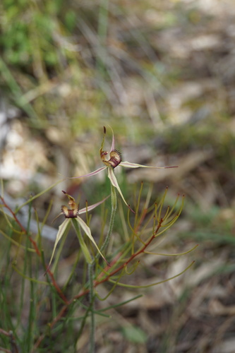 Image of Caladenia reticulata by (c) John Van Den Nouwelant, some rights reserved (CC BY)