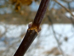 Acer negundo violaceum