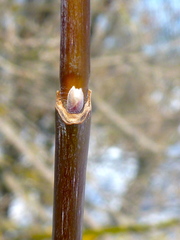 Acer negundo violaceum