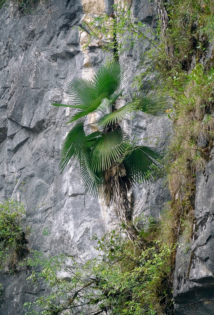 Trachycarpus