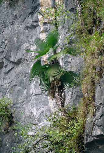 Representative image of Trachycarpus
