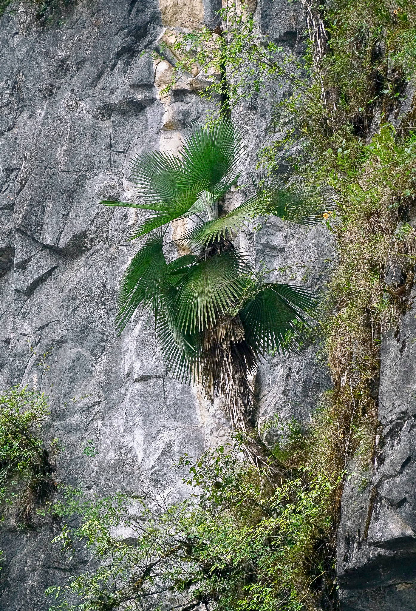 Trachycarpus