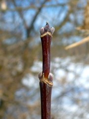 Acer negundo violaceum