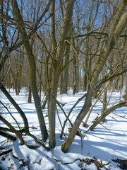 Acer negundo violaceum