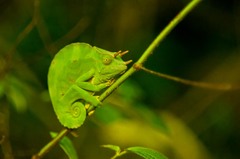 Trioceros deremensis