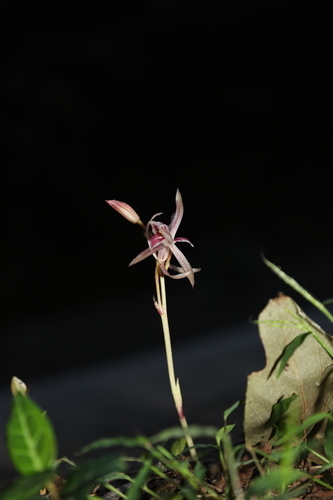 Cymbidium macrorhizon iNat (1)