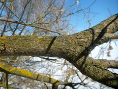 Acer negundo violaceum