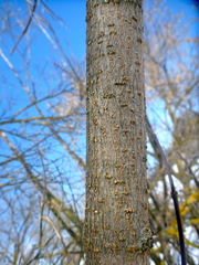 Acer negundo violaceum