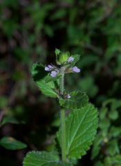 Stachys agraria