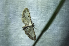 Eupithecia succenturiata