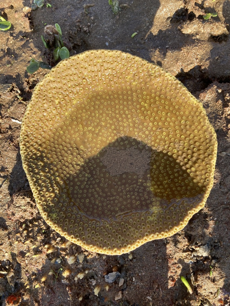 Salad Coral in October 2023 by thereefstalker · iNaturalist