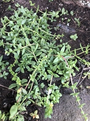 Crassula setulosa jenkinsii