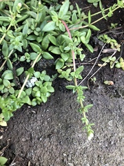 Crassula setulosa jenkinsii