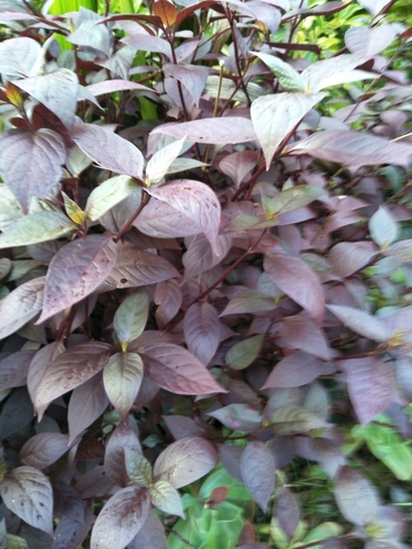 Alternanthera brasiliana