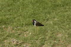 Vanellus indicus