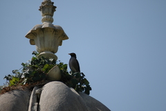 Acridotheres tristis