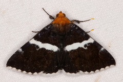 Buzara frontinus