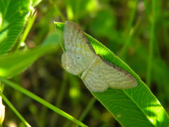 Idaea humiliata