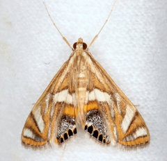 Margarosticha euprepialis