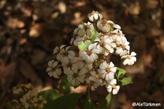 Rumfordia floribunda