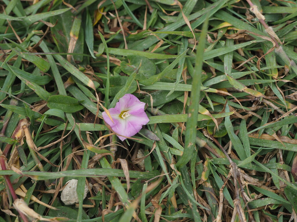 slender bindweed from Brooms Head NSW 2463, Australia on October 5