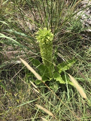 Eucomis zambesiaca