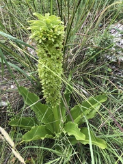 Eucomis zambesiaca