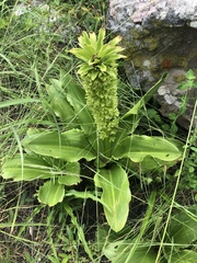 Eucomis zambesiaca